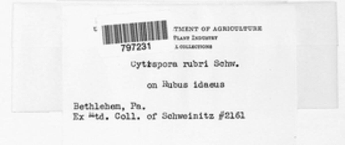 Cytospora rubi image